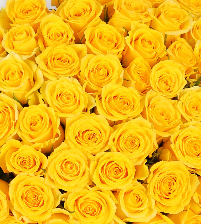 50 Yellow Roses