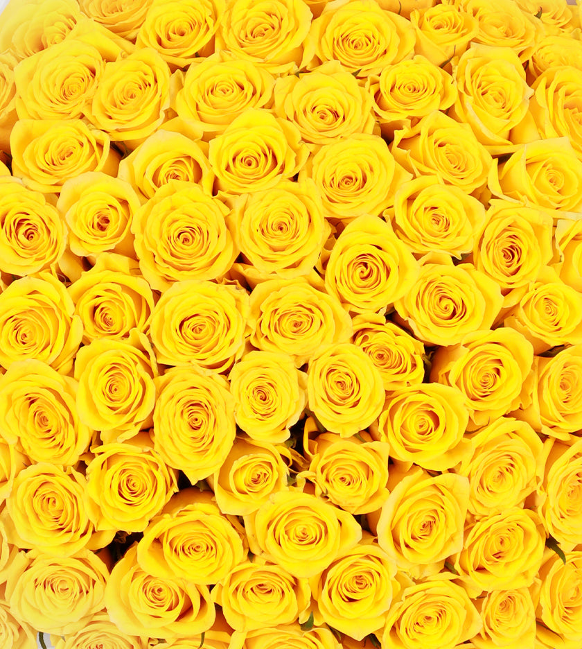 100 Yellow Roses