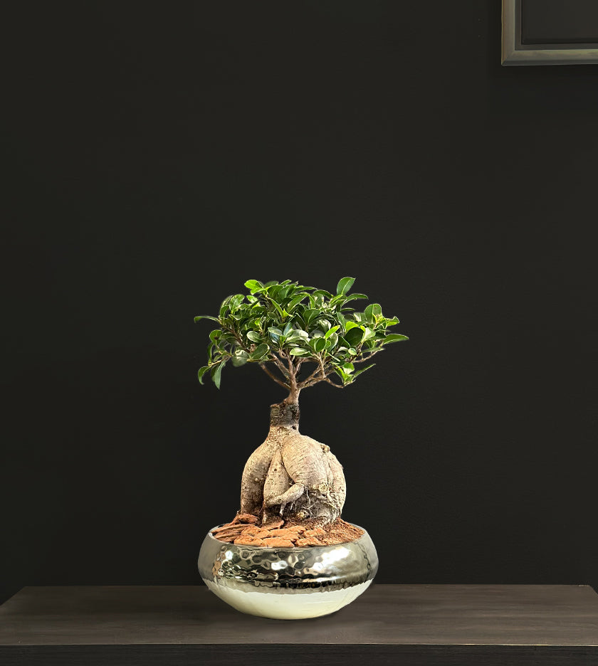 Bonsai in Golden Pot