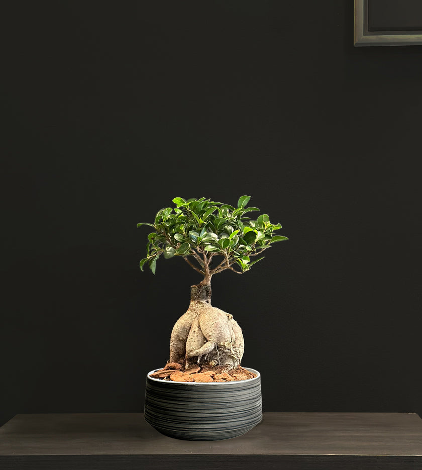 Bonsai in Grey Pot