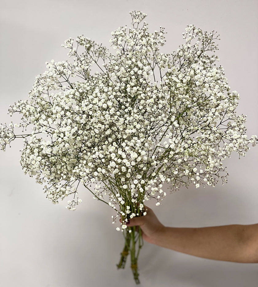 10 Stems Gypsophila