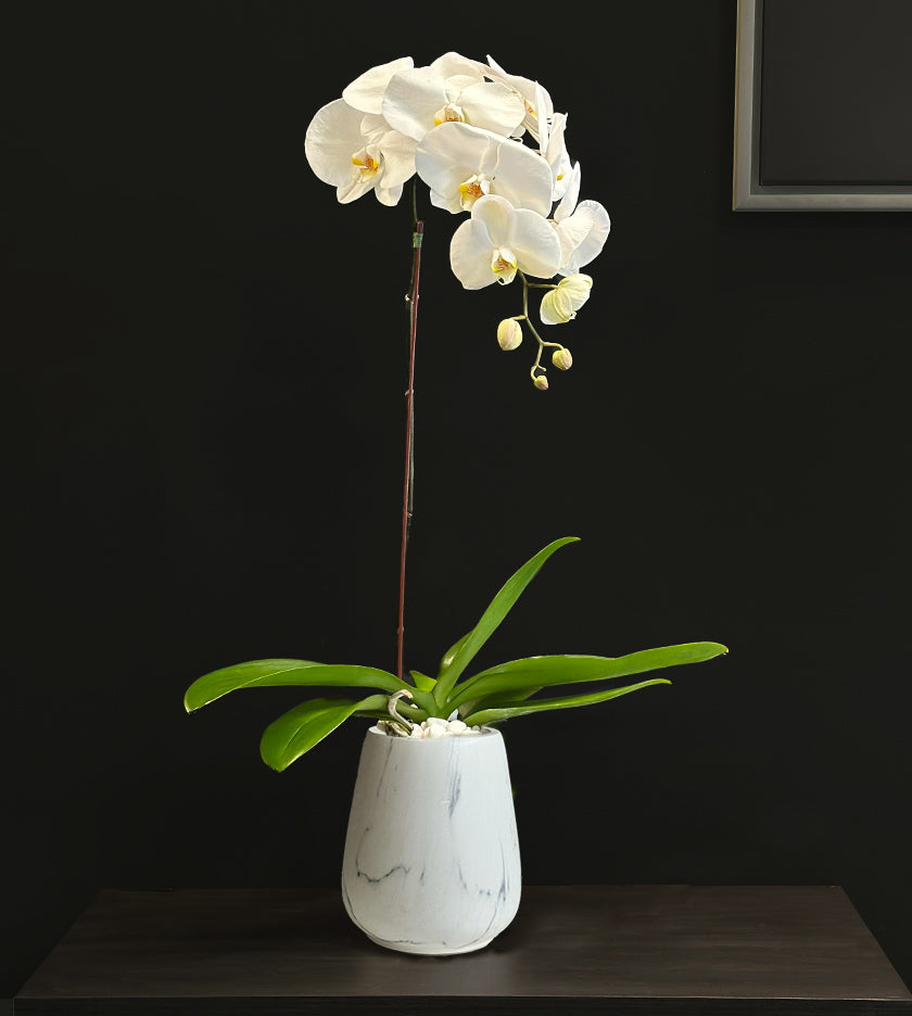 White Orchid in Marble Vase