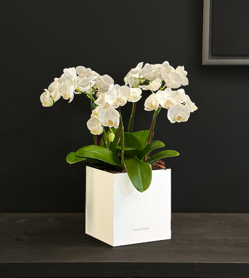 Orchid Breeze in a White Box