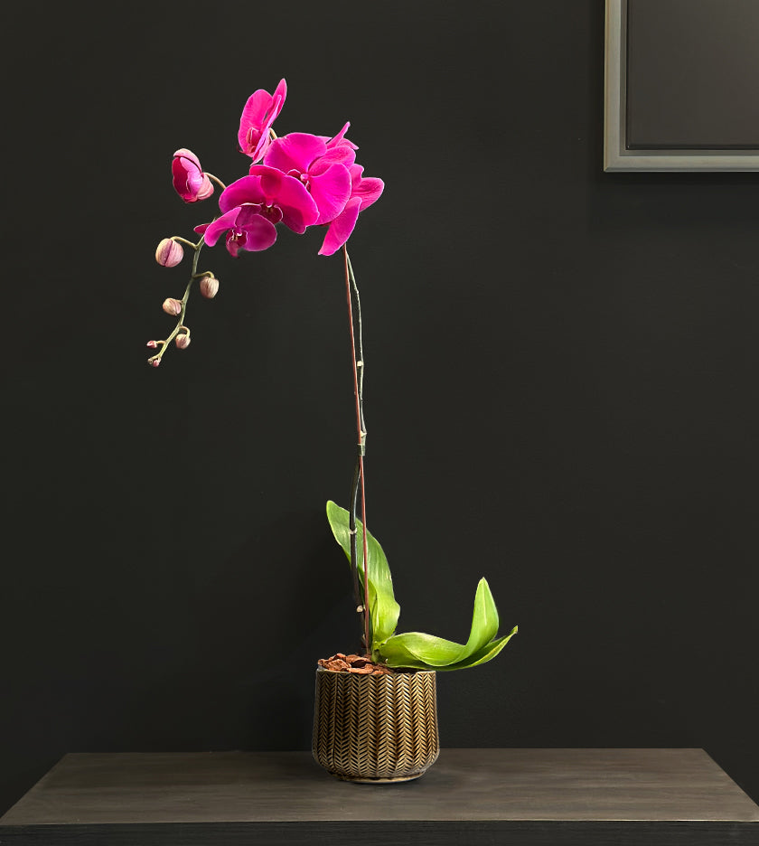 Purple Orchid Plant in Brown Pot