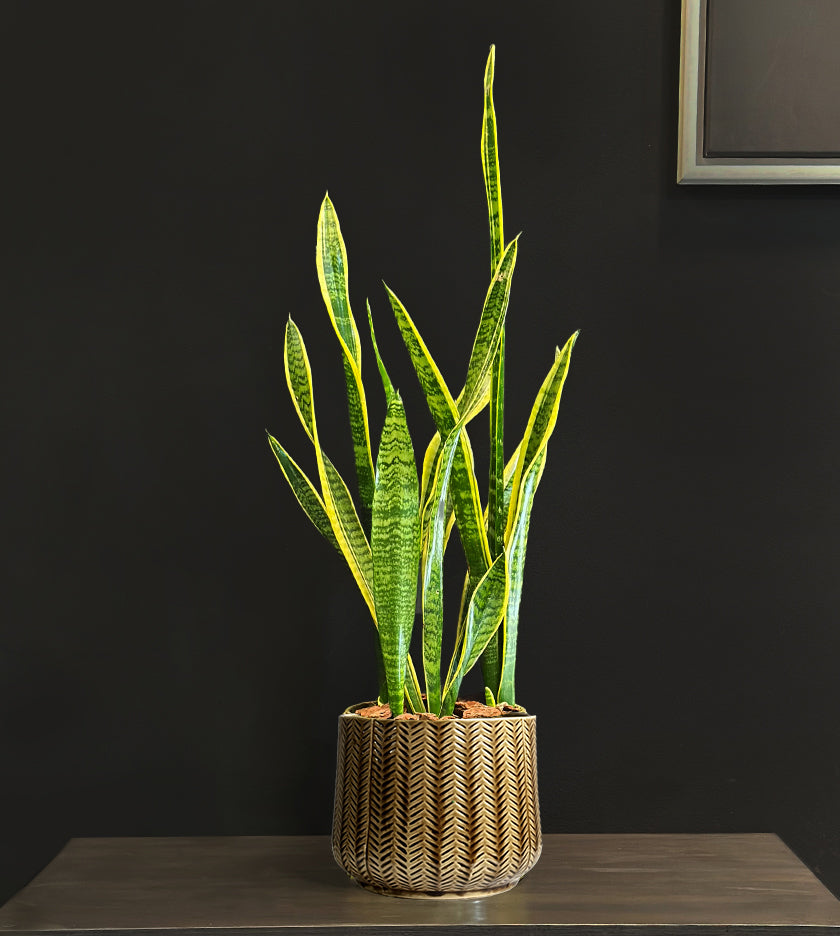 Snake Plant in Brown Pot