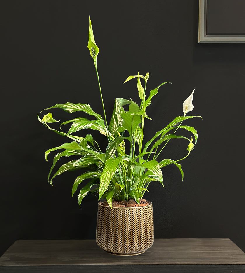 Spathiphyllum Plant in Brown Pot