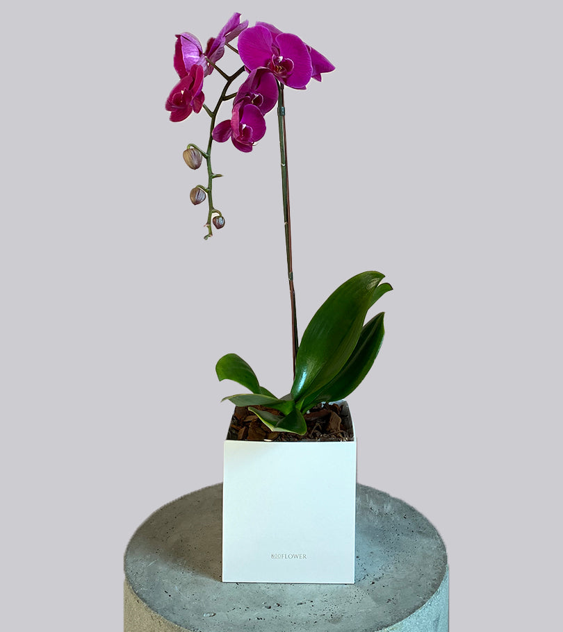 Purple Orchid Plant in a Box