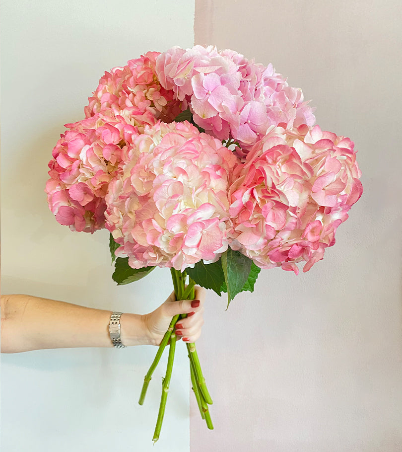 6 Pink Hydrangeas