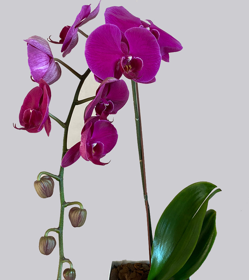 Purple Orchid Plant in a Box